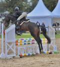 Cheval &agrave; vendre anglo arabe de 7 ans