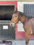 Cheval boulonais 