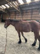 Cheval boulonais 