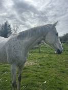 Cheval hongre 