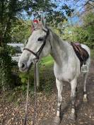 Cheval hongre 