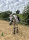 Cheval hongre 