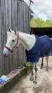Cheval hongre 