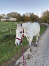Cheval hongre 