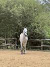 Cheval hongre 