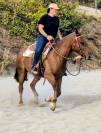 Jument OC 4 ans id&eacute;ale loisirs western TREC etc