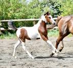 Pouliche pie beau papier sport 