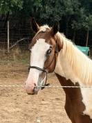 Entier pie homozygote SF