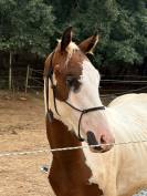Entier pie homozygote SF