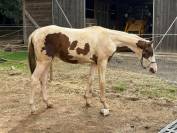 Entier pie homozygote SF