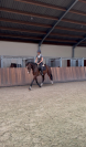 Talentvolle 3 jarige dressuur ruin