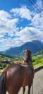 Vend  franche montagne 3 ans 