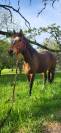 Vend  franche montagne 3 ans 