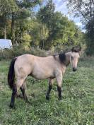 Poulain quarter horse 