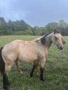 Poulain quarter horse 
