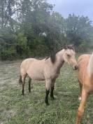 Poulain quarter horse 
