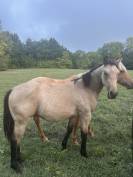Poulain quarter horse 