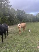 Poulain quarter horse 