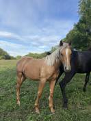 Poulain quarter horse 