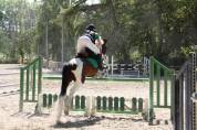 Poney de sport 6 ans 