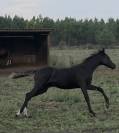 Poulain DSA Akhal teke noir