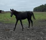 Poulain DSA Akhal teke noir rubicano