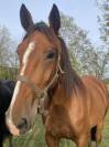 Trotteuse fran&ccedil;aise &agrave; vendre 
