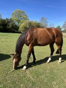 Trotteuse fran&ccedil;aise &agrave; vendre 