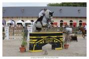 Hongre SF top mental - pr&ecirc;t direct sur 135 