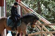 Poney Connemara