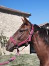 Ponette PFS 1 an