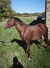 Ponette PFS 1 an