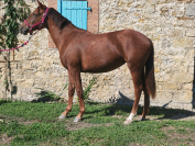 Ponette PFS 1 an