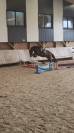 Caballo castrado PFS Poni Fran&ccedil;&eacute;s de Silla En venta 2023 Bayo