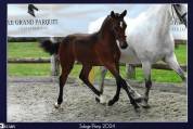 Caballo castrado PFS Poni Fran&ccedil;&eacute;s de Silla En venta 2023 Bayo