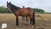Caballo castrado PFS Poni Fran&ccedil;&eacute;s de Silla En venta 2023 Bayo