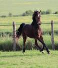 Caballo castrado PFS Poni Fran&ccedil;&eacute;s de Silla En venta 2023 Bayo