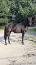N' Joy, Superbe Quarter Horse M&acirc;le 