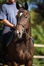 Caballo castrado Pura Sangre En venta 2017 Bayo moreno