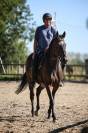Caballo castrado Pura Sangre En venta 2017 Bayo moreno