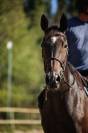 Caballo castrado Pura Sangre En venta 2017 Bayo moreno