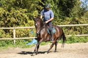 Caballo castrado Pura Sangre En venta 2017 Bayo moreno