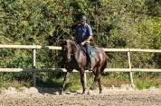 Caballo castrado Pura Sangre En venta 2017 Bayo moreno