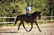 Caballo castrado Pura Sangre En venta 2017 Bayo moreno