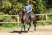 Caballo castrado Pura Sangre En venta 2017 Bayo moreno