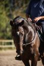 Caballo castrado Pura Sangre En venta 2017 Bayo moreno