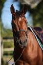 GEORGES - 3ans (4 en janvier) - 1m62