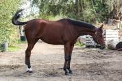 Broodmare Thoroughbred For sale 2022 Bay