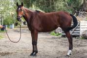 Broodmare Thoroughbred For sale 2022 Bay