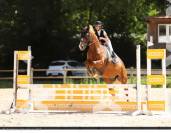 Jument selle francais A 